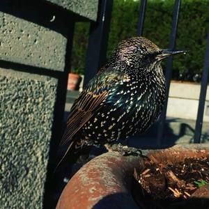 Meet your Posher, Cole